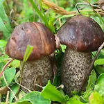 Pod Debami Bogaczewo *