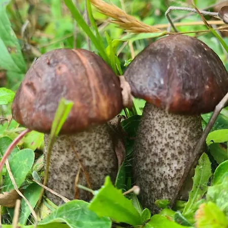Pod Debami Bogaczewo *
