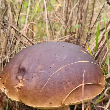 Pod Dębami Bogaczewo Dom wakacyjny Bogaczewo (Ostróda)