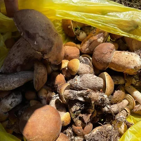 Dom wakacyjny Pod Dębami Bogaczewo *