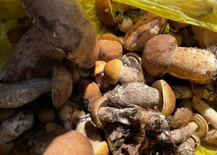 Dom wakacyjny Pod Dębami Bogaczewo *